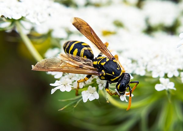 Wasp rests on a flower