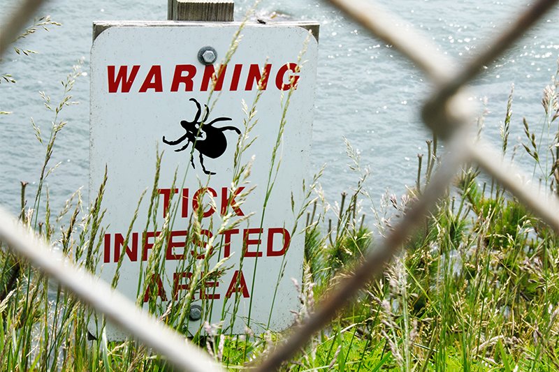 4 Steps to Prevent Lyme Disease and Rocky Mountain Spotted Fever