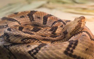 Rattlesnake